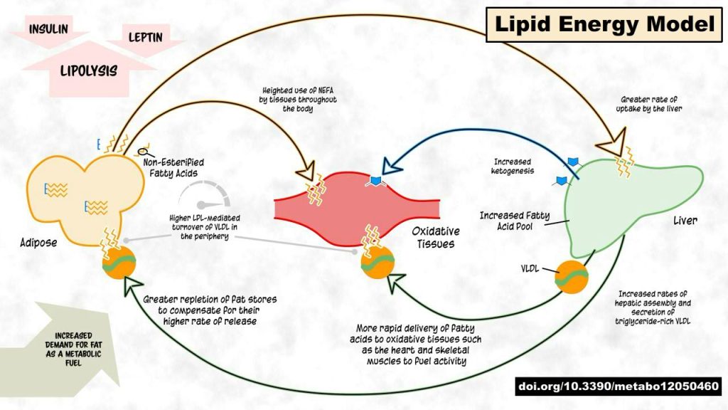 Gli elementi che determinano un’elevata potenza lipidica